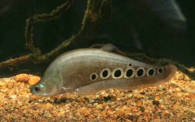 Imagem do Peixe Faca Palhaço